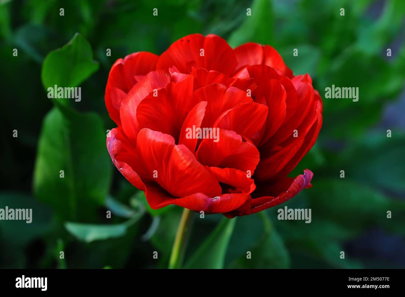 Peony tulip Sunlover red, on a green background with selective focus Stock Photo