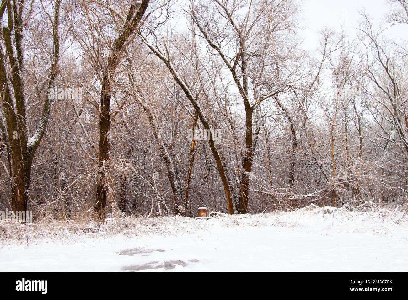 snowy winter road in a city park in Ukraine Stock Photo