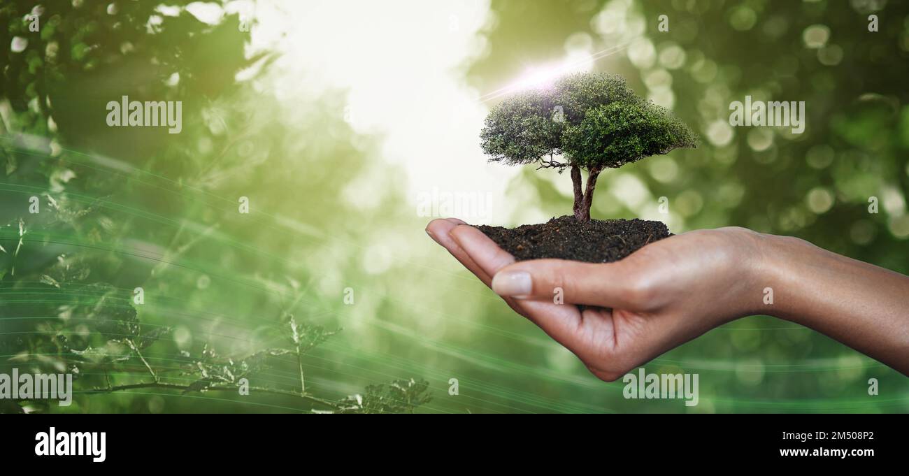 Hand, palm and tree for nature sustainability, eco friendly or care