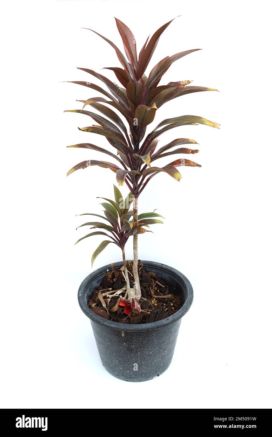 Green cordyline fruticosa plant isolated on white background Stock ...