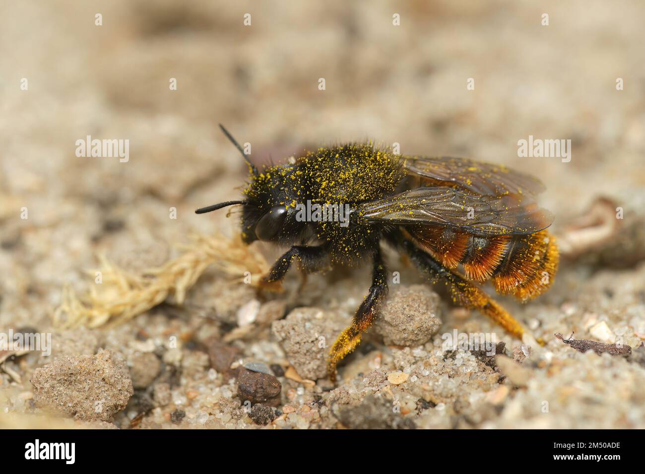 Detailed closeup of the rare female two colored mason bee , Osmia bicolor sitting on the ground covered with pollen Stock Photo