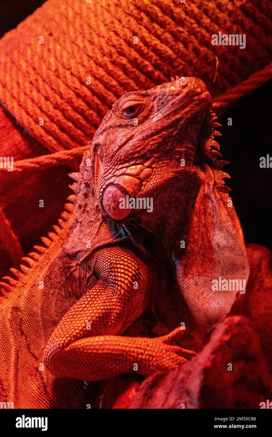 Portrait of an iguana in the light of a red lamp. Reptile lizard