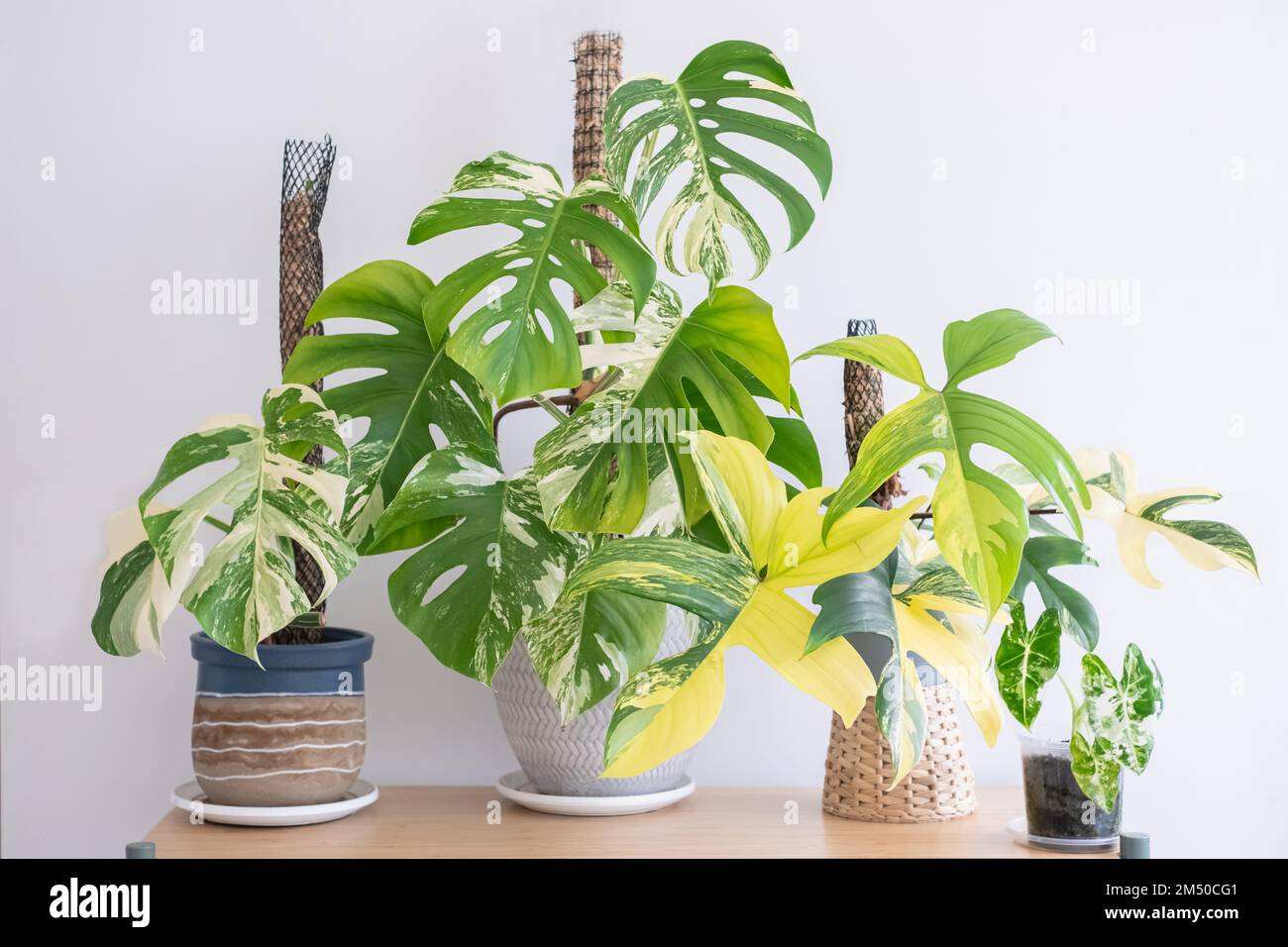 An image of collections of beautiful rare variegated plants, monstera albo, variegated monstera, philodendron florida beauty, and variegated alocasia Stock Photo