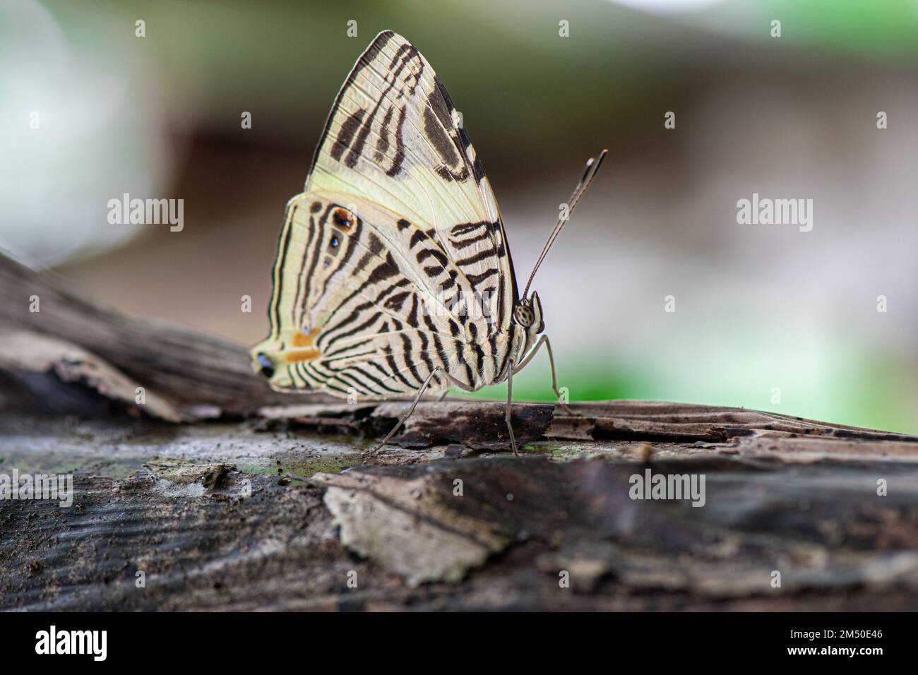 A closeup shot of a Colobura dirce butterfly with zebra mosaic wings, on a tree branch with a blurred background Stock Photo