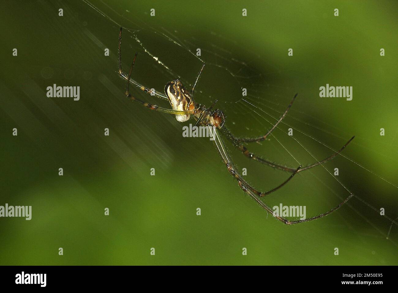Silver orbweb spider (Leucauge dromedaria) Stock Photo