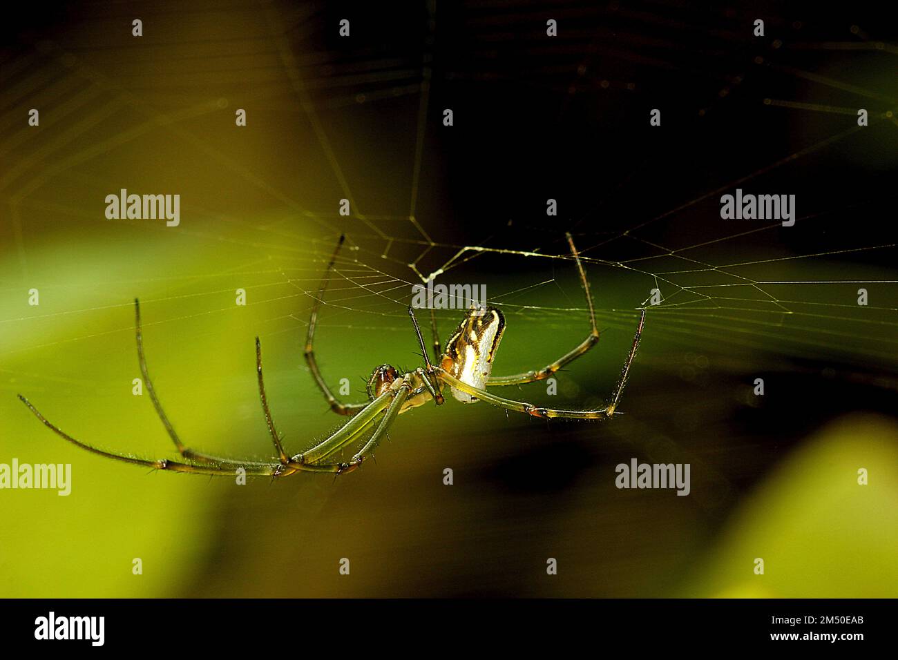 Silver orbweb spider (Leucauge dromedaria) Stock Photo