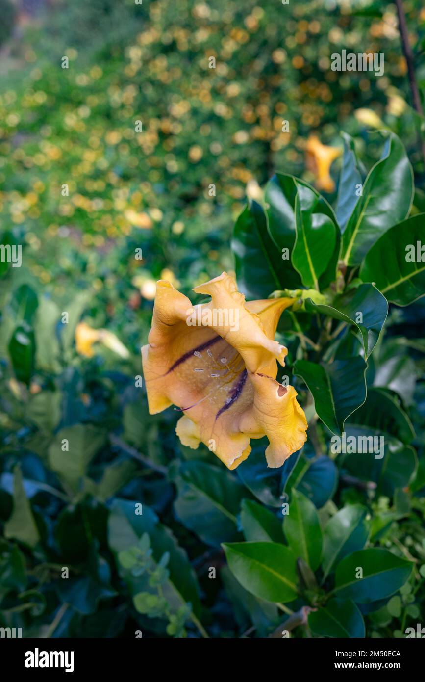 Big yellow flower of Chalice cup vine or cup of gold on green leaves Stock Photo