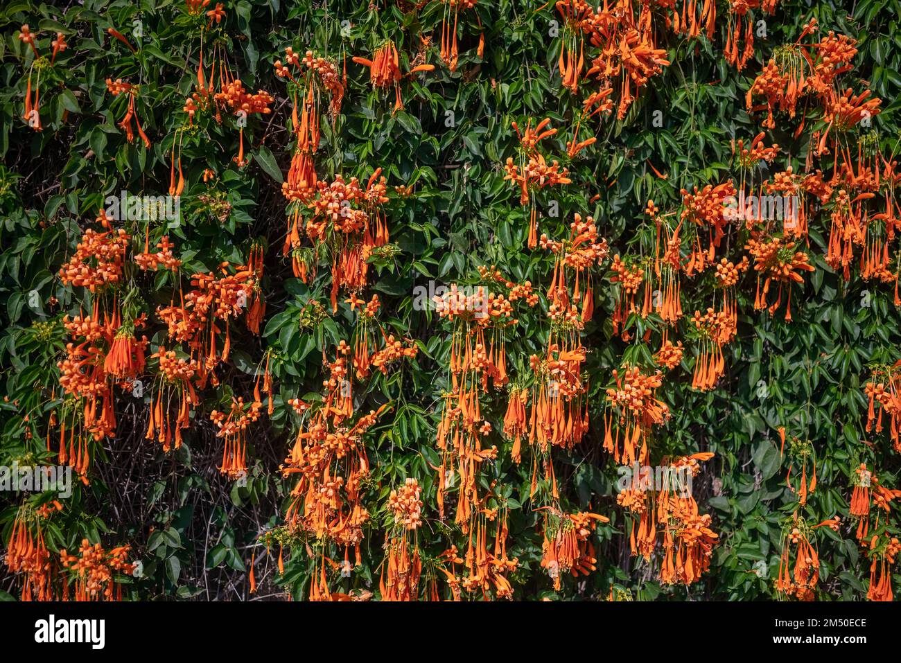Flamevine orange flowers wall. Green leaves and bright blossoms Stock Photo