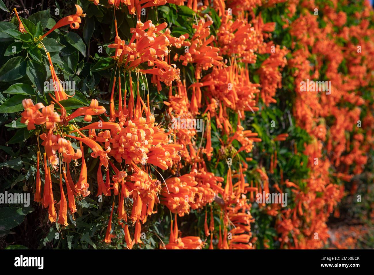 Flamevine orange flowers wall closeup. Green leaves and bright blossoms Stock Photo