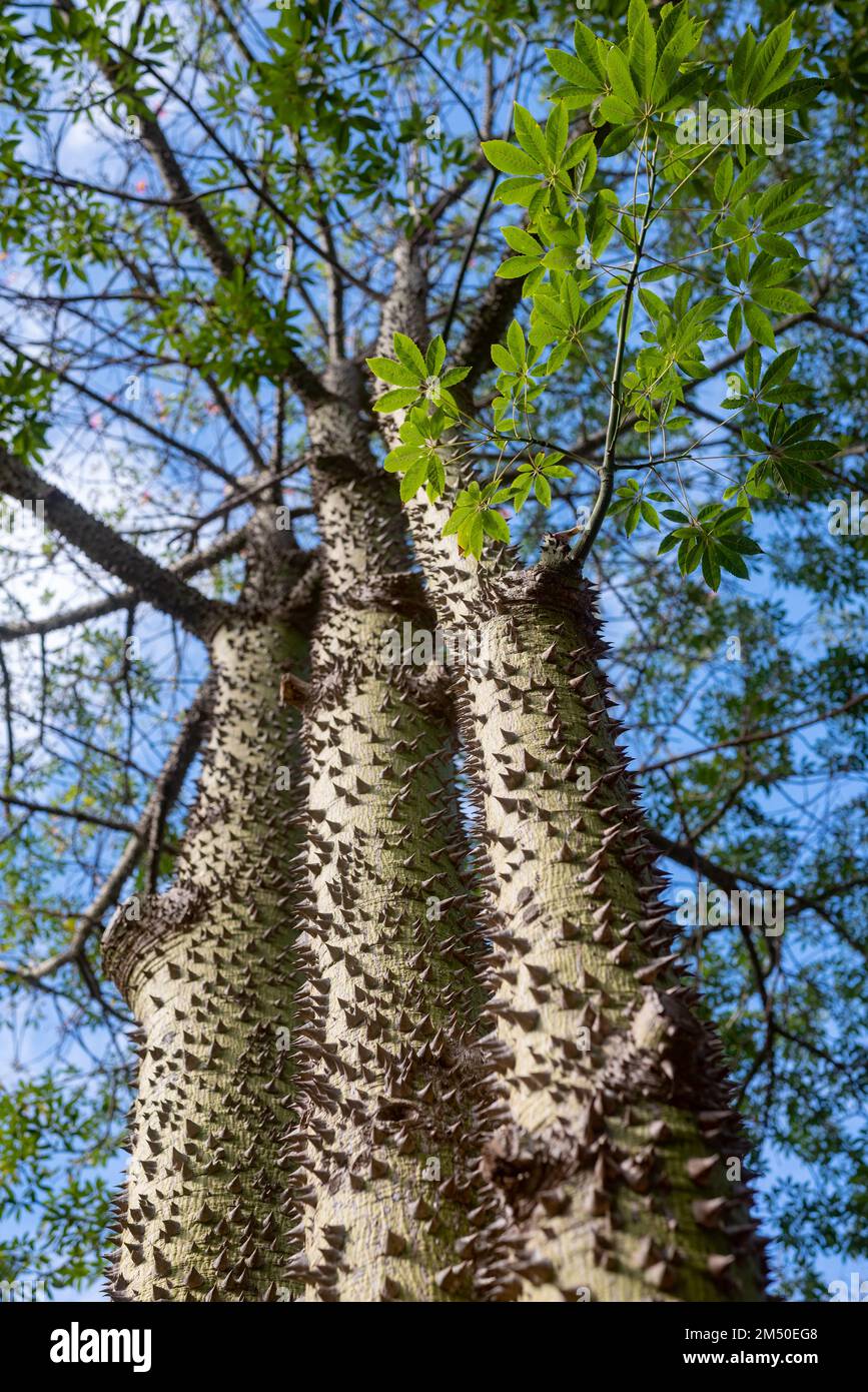 Floss silk tree on blue sky background. Thorny bark texture and green