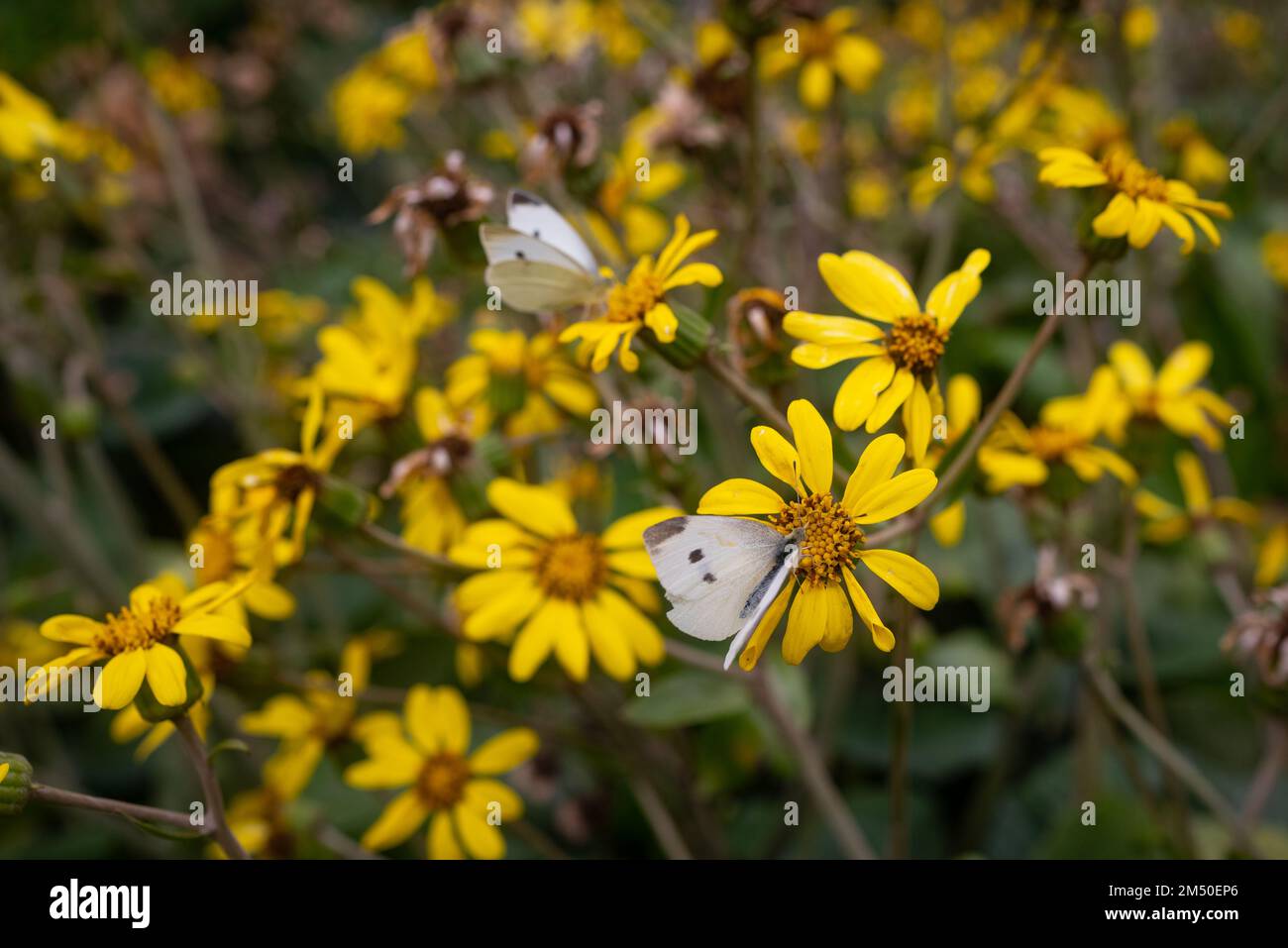 Large white butterflies pollinating yellow flowers on green leaves