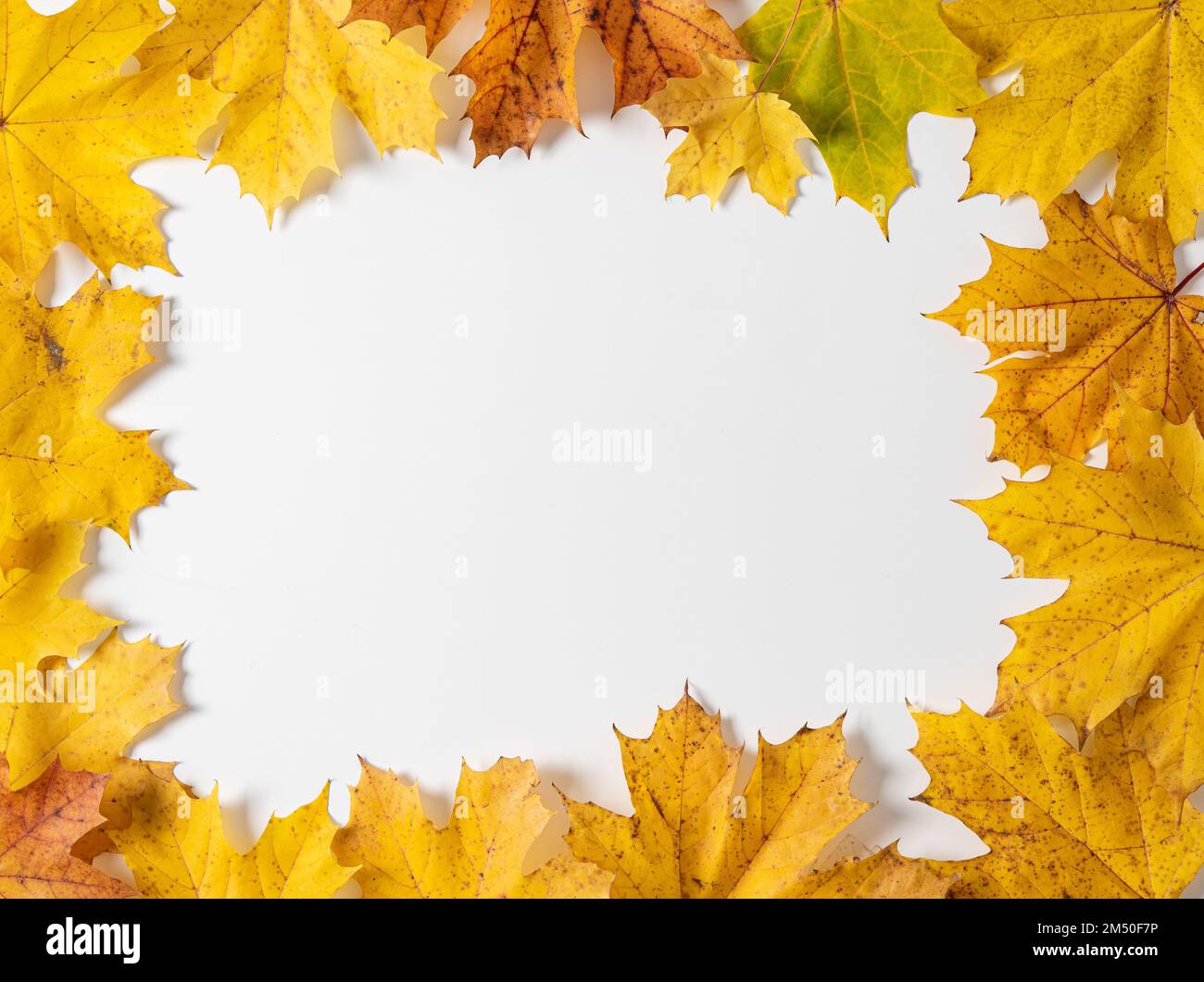 autumn maple leaves arranged in a frame on a white background. Top view ...