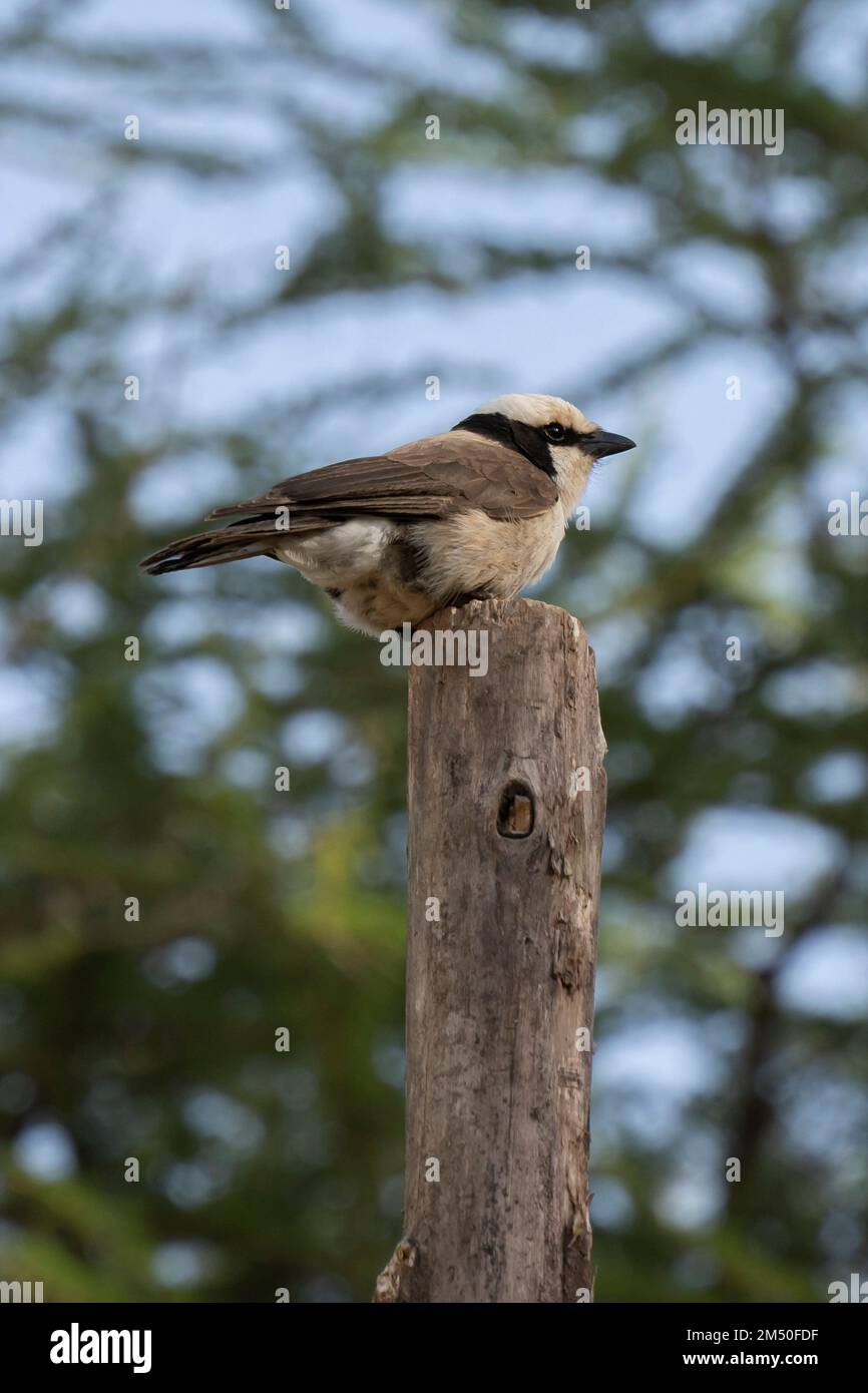 A white crowned shrike perched on a tree stump in Tanzania. Stock Photo
