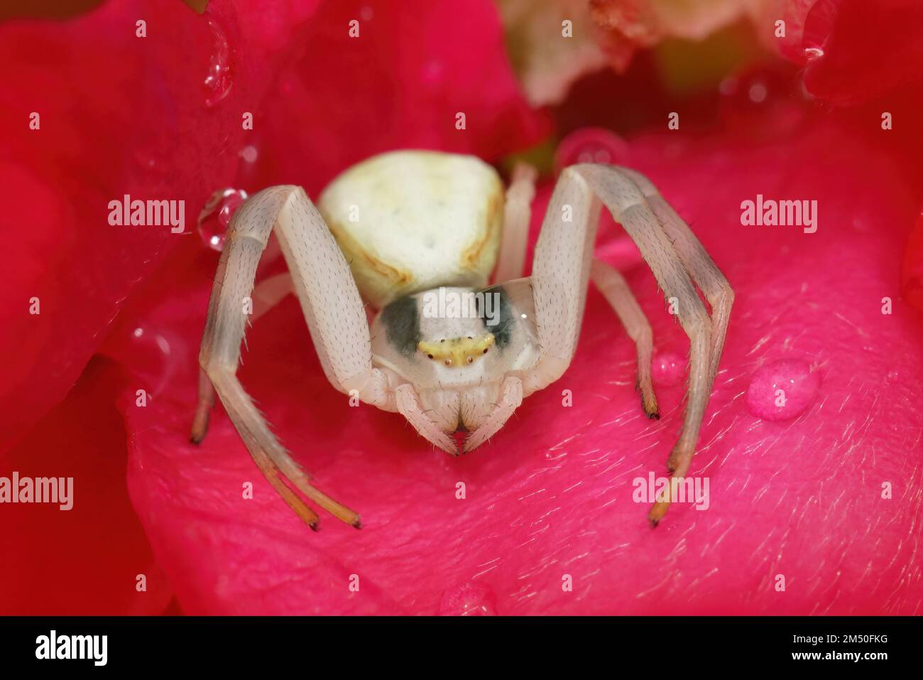 Frontal detailed colorful closeup on a white crab spider, Misumen vatia