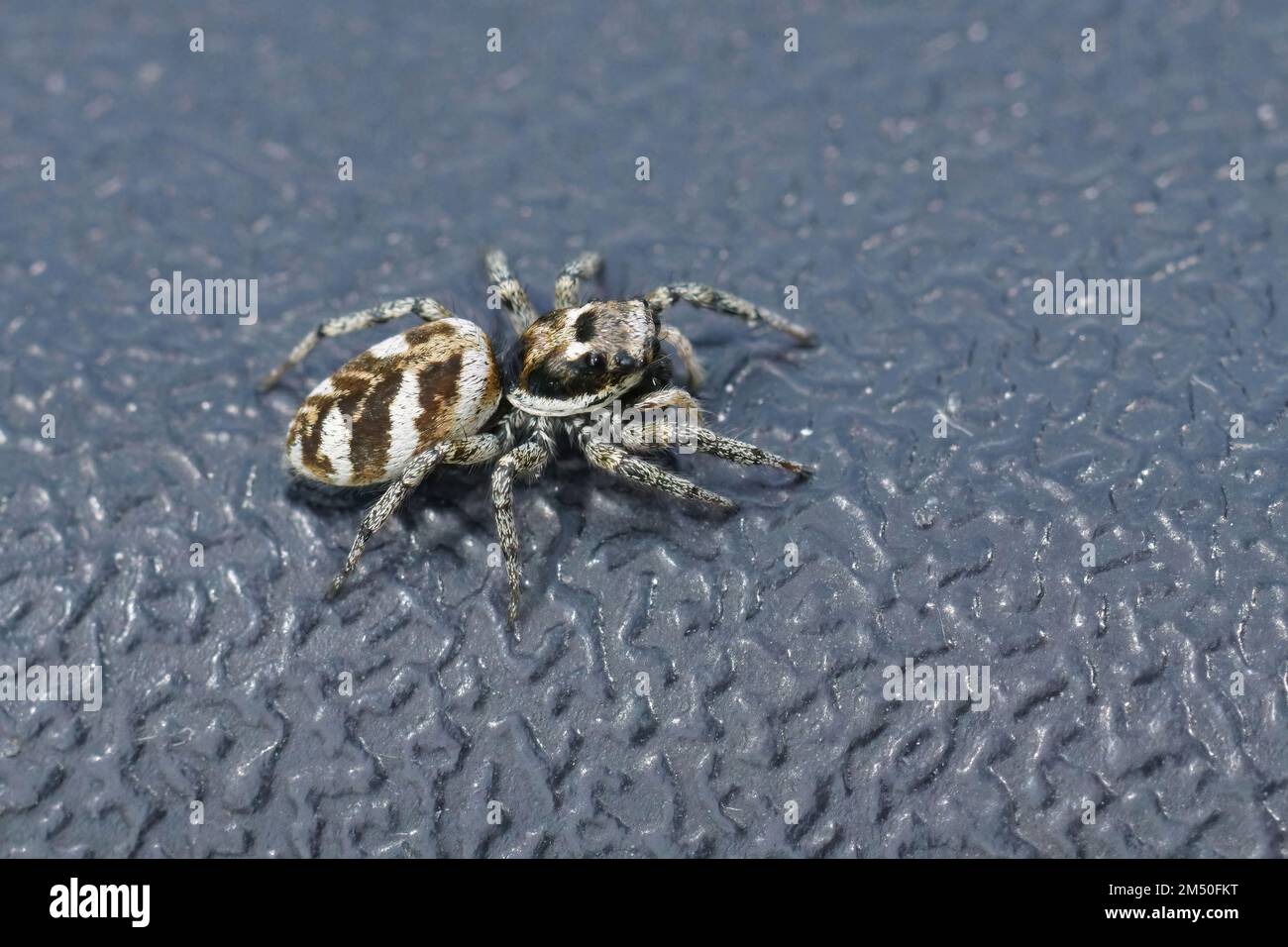 Detailed closeup on a zebra jumping spider, salticus scenicus on a plastic surface Stock Photo