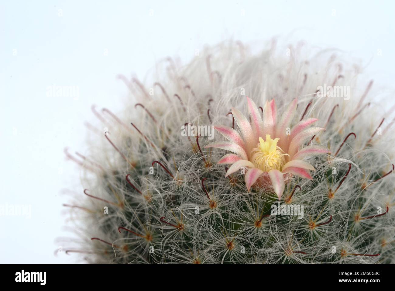 Mammillaria bocasana cv. multilanata is a selected cultivars densely covered by white woolly hairs similar to Mammillaria bocasana cv. It is commonly Stock Photo