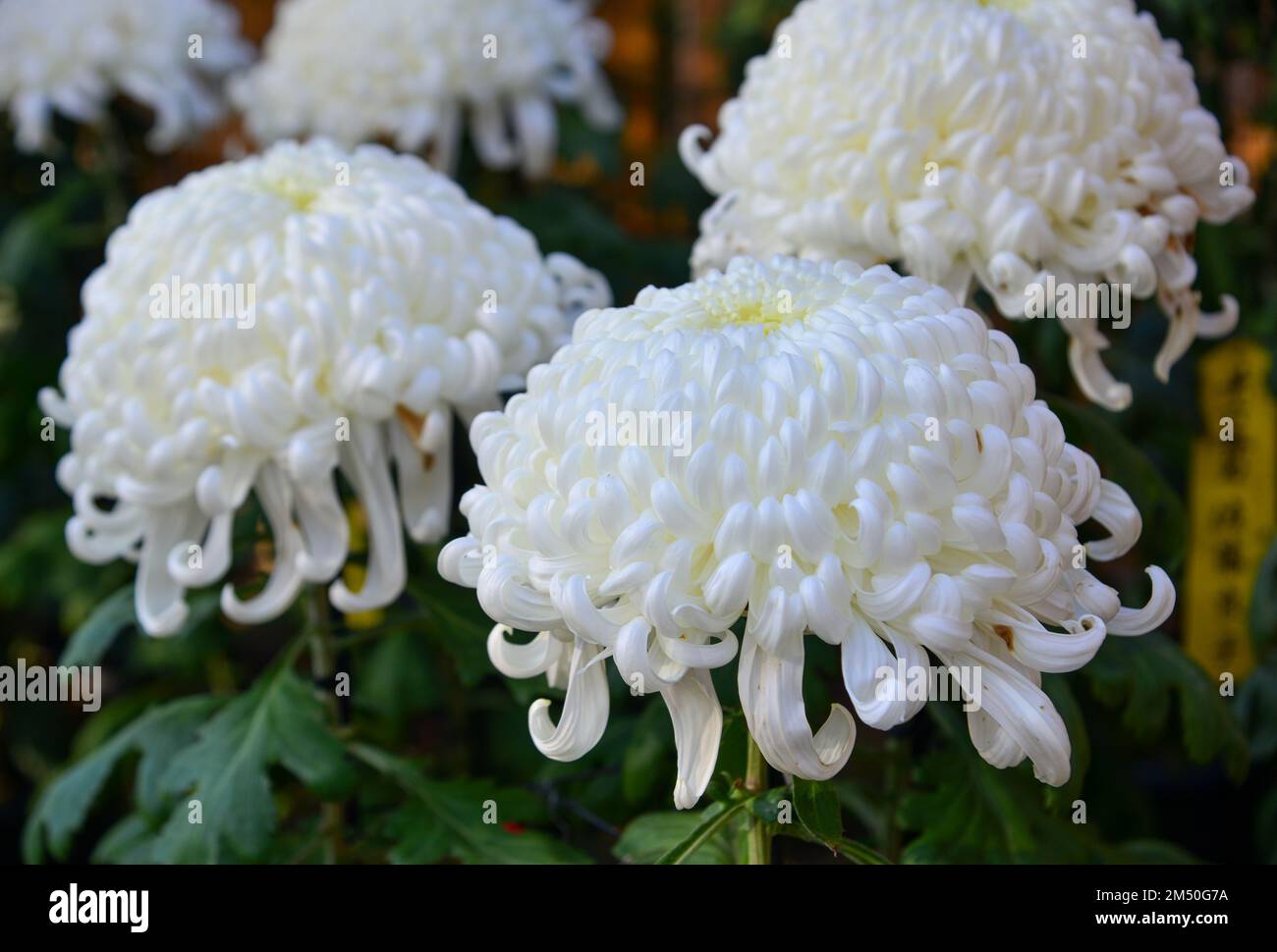 Japanese Chrysanthemum flowers for display at the garden of ancient temple. Stock Photo