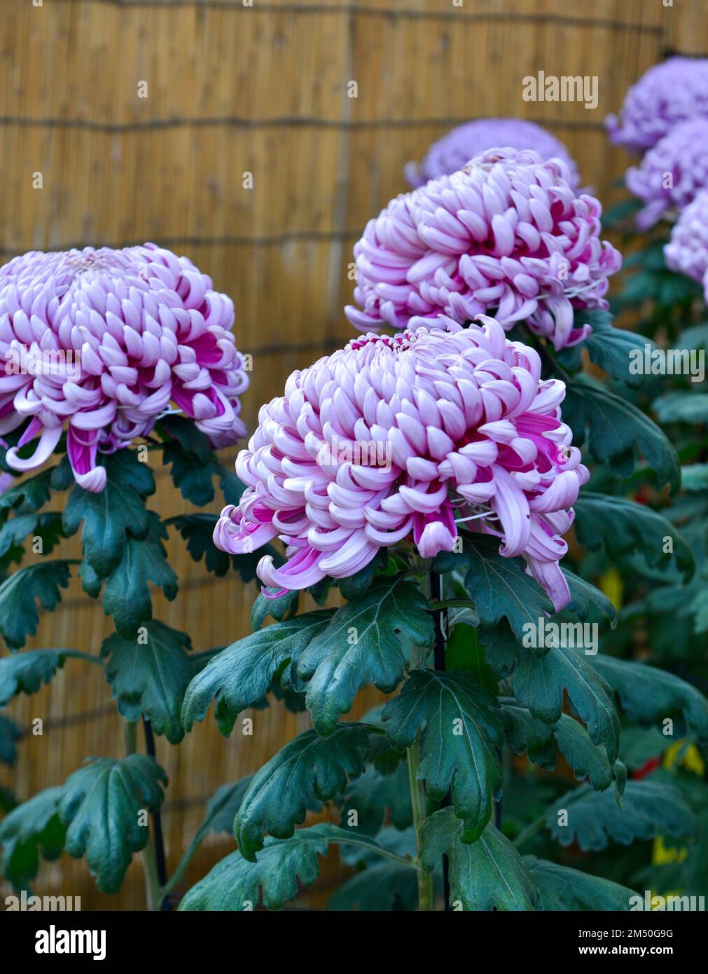 Japanese Chrysanthemum flowers for display at the garden of ancient temple. Stock Photo
