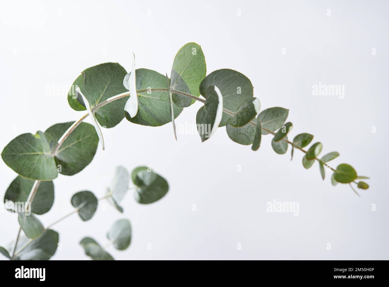 Eucalyptus branches on a light gray background close up. Stock Photo