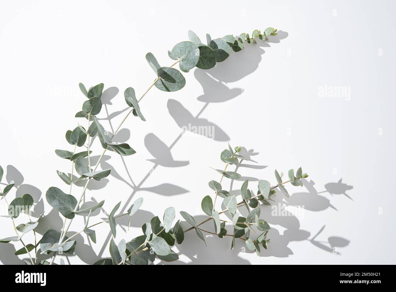 Eucalyptus branches on a light gray background with shadows. Copy space. Stock Photo