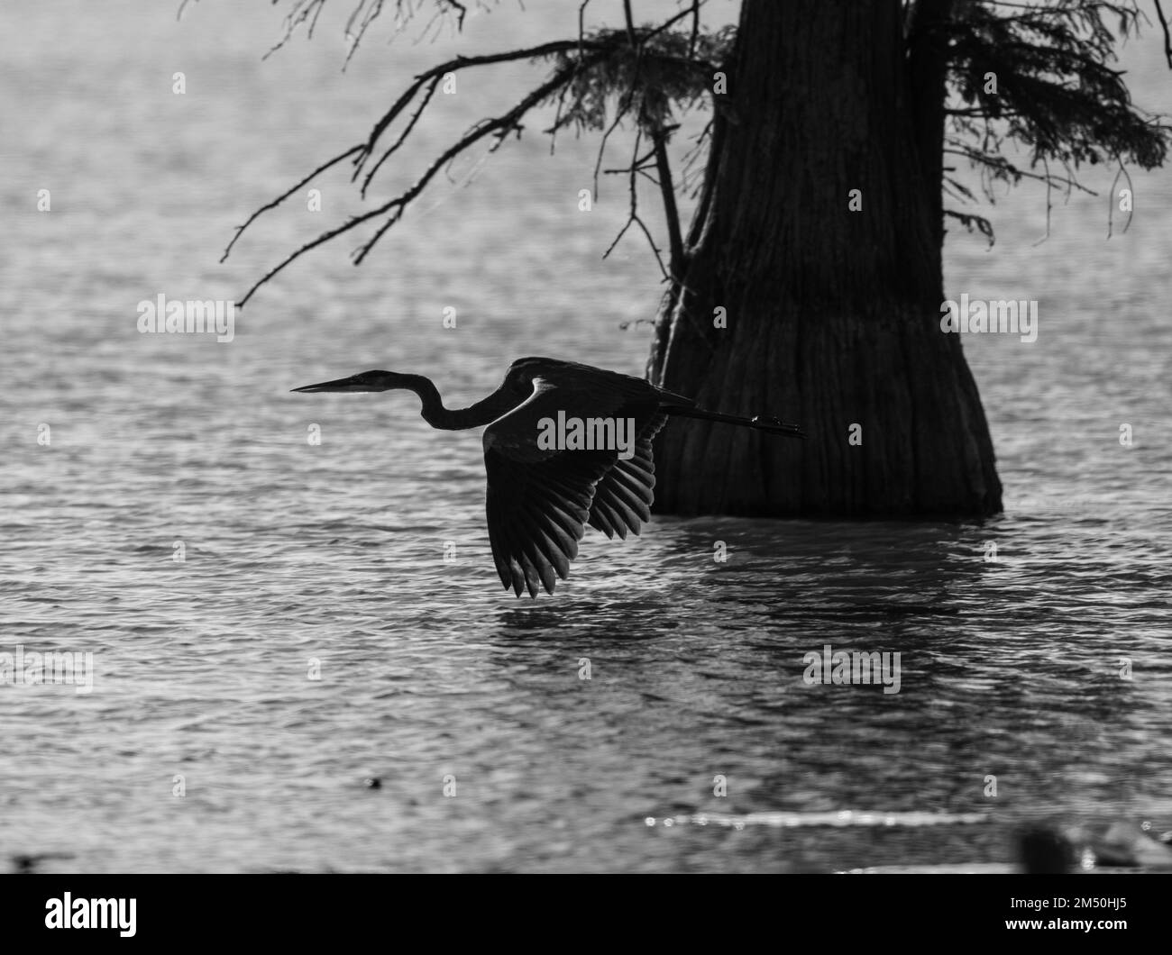 Heron spreading wings Black and White Stock Photos & Images - Alamy