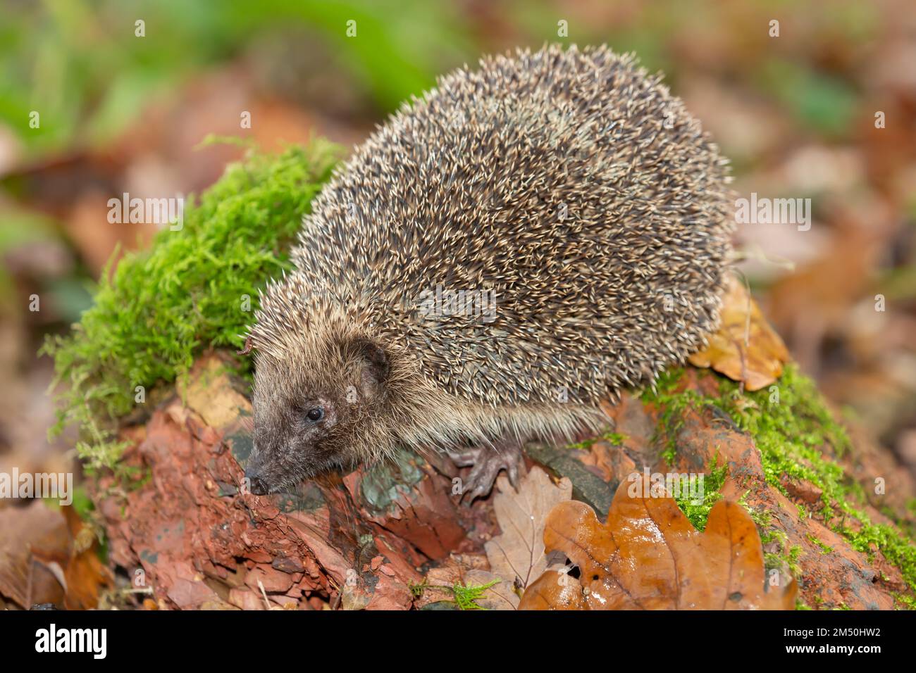 Hedgehog, Scientific name: Erinaceus europaeus. Close up of a large, wild hedgehog foraging in a garden with green moss and Autumn leaves.  Facing lef Stock Photo