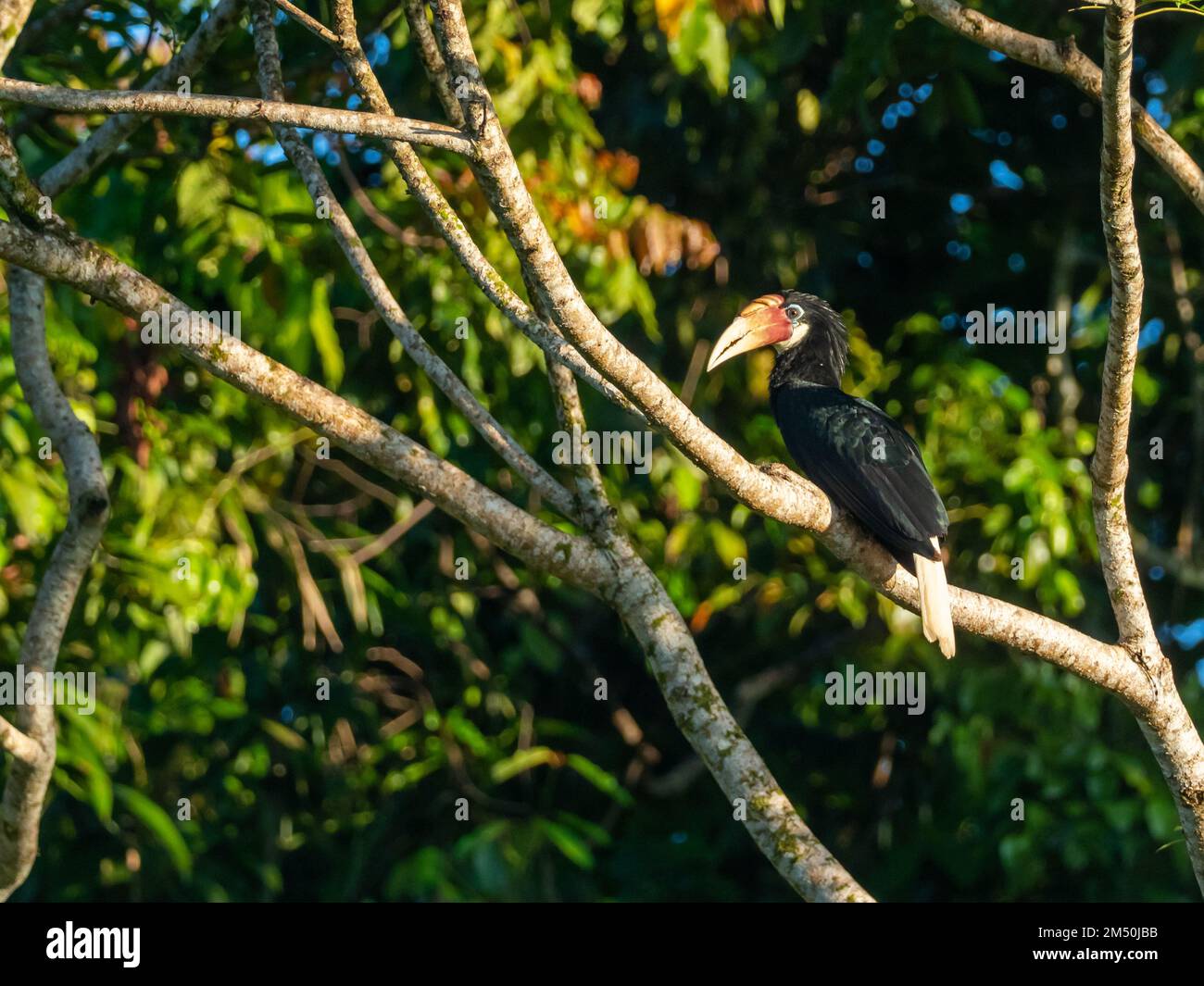 Blyth's Hornbill, Rhyticeros plicatus, perched on a branch in Honiara, Solomon Islands Stock Photo
