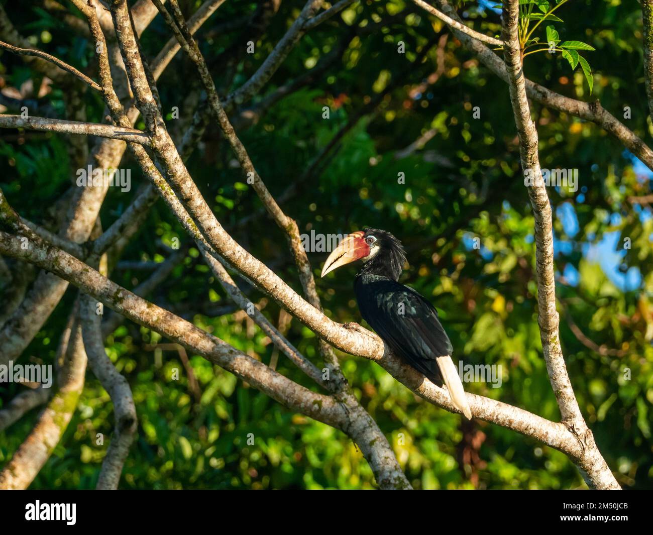 Blyth's Hornbill, Rhyticeros plicatus, perched on a branch in Honiara, Solomon Islands Stock Photo