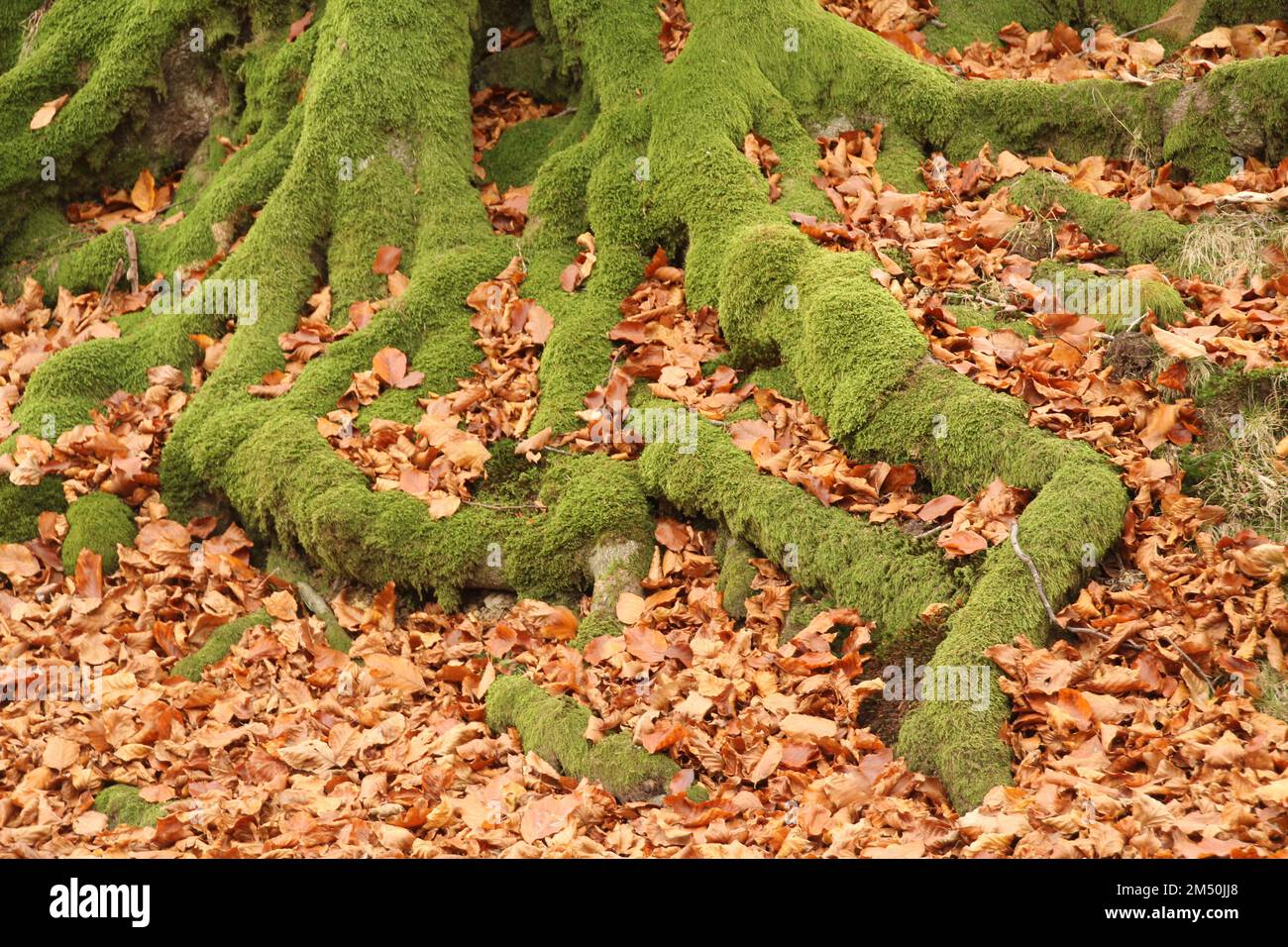Moss covered bryophyta tree hi-res stock photography and images - Alamy