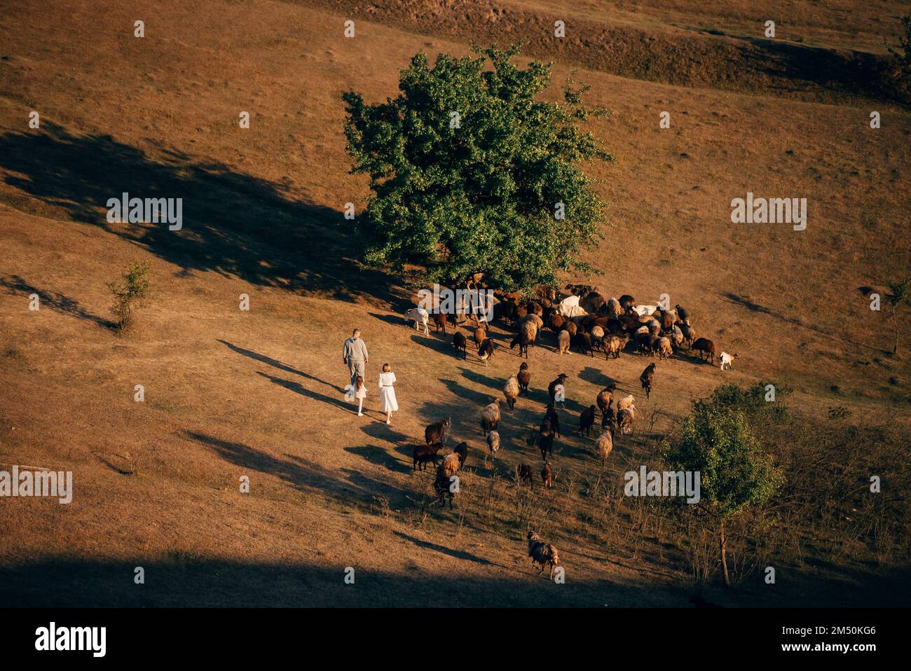 A family with a flock of sheep on a meadow Stock Photo - Alamy