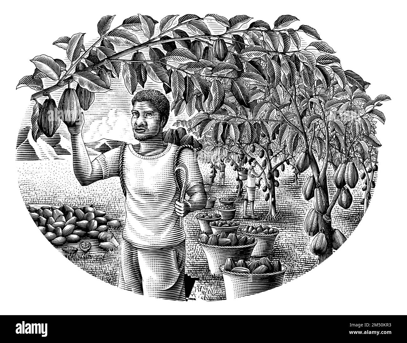 Cocoa bean processing hires stock photography and images Alamy