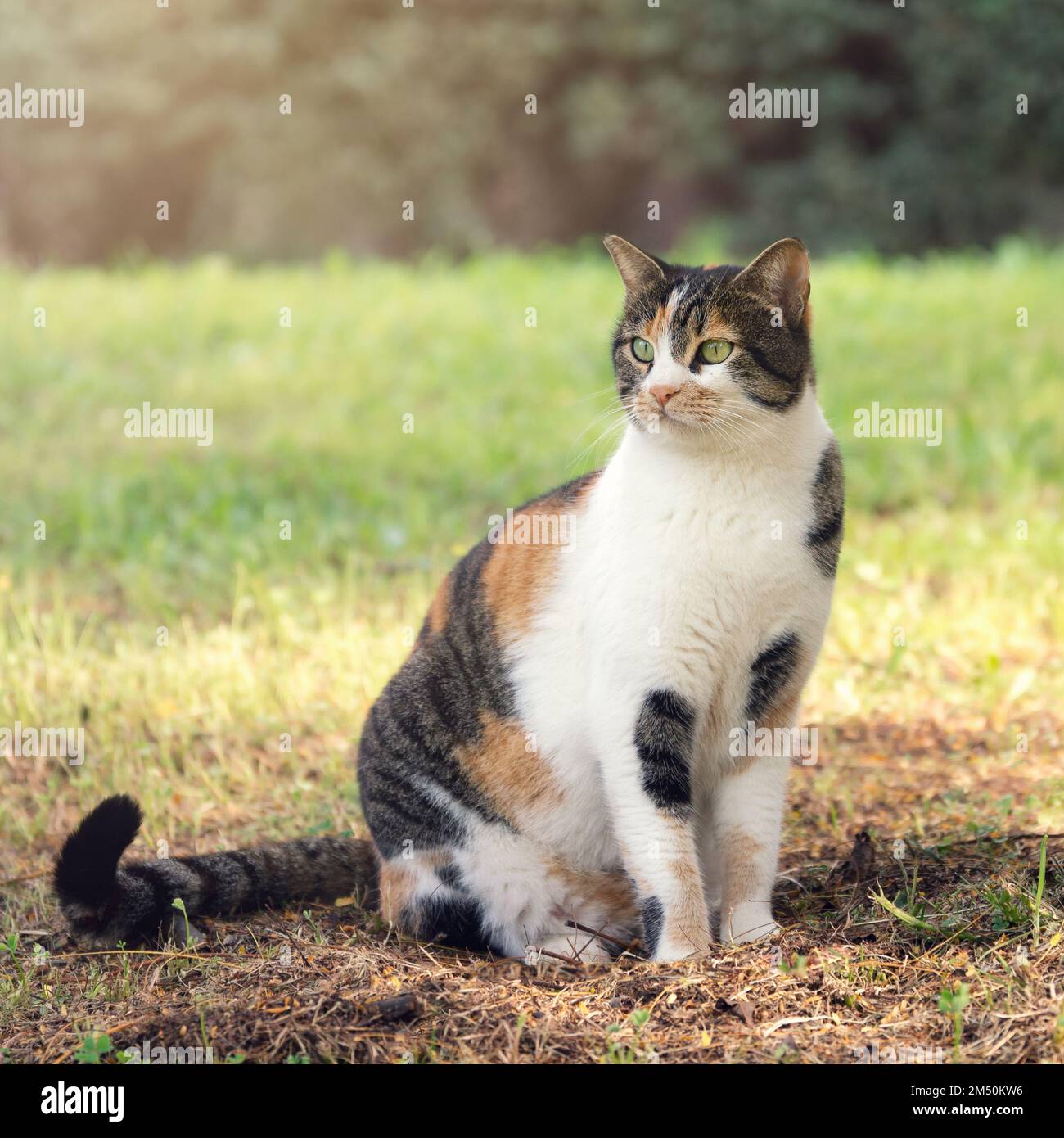 Mongrel cat sitting on the ground outdoors in israeli summer park Stock Photo