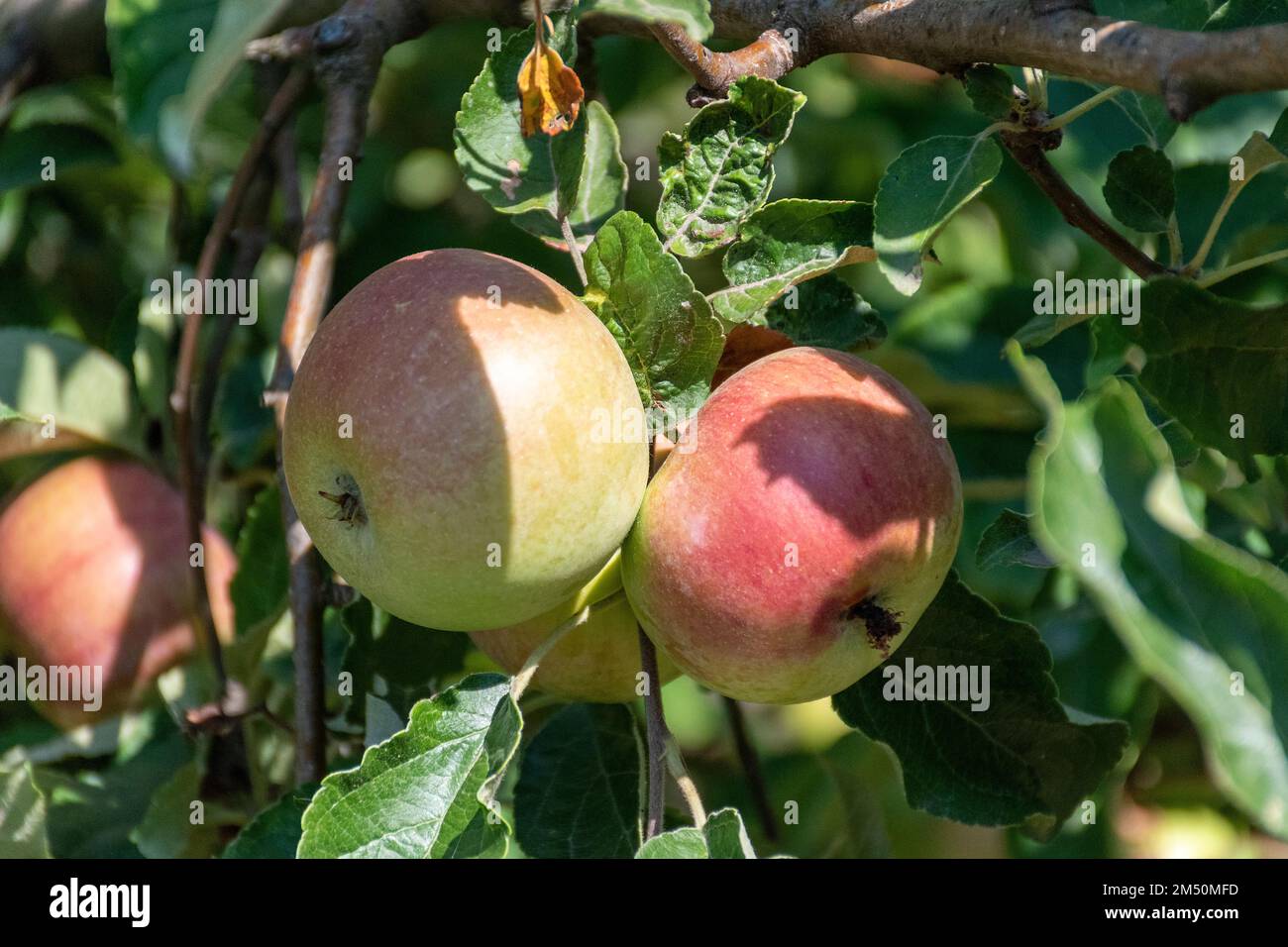 Apples on a branch Stock Photo