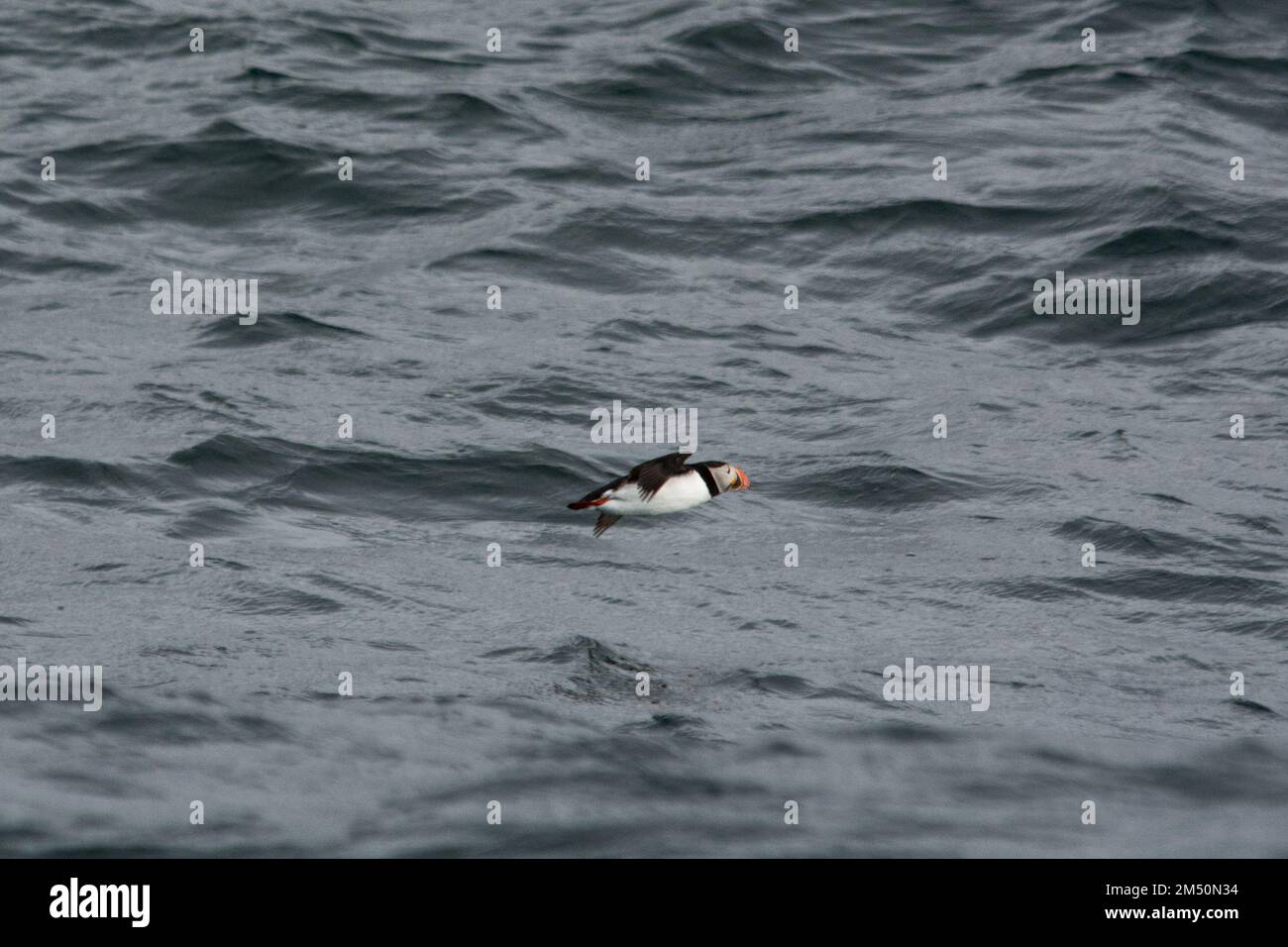 Atlantic Puffins flying over the waves of Norwegian Sea off the coast of Andøya Island in the Norwegian Sea. Stock Photo
