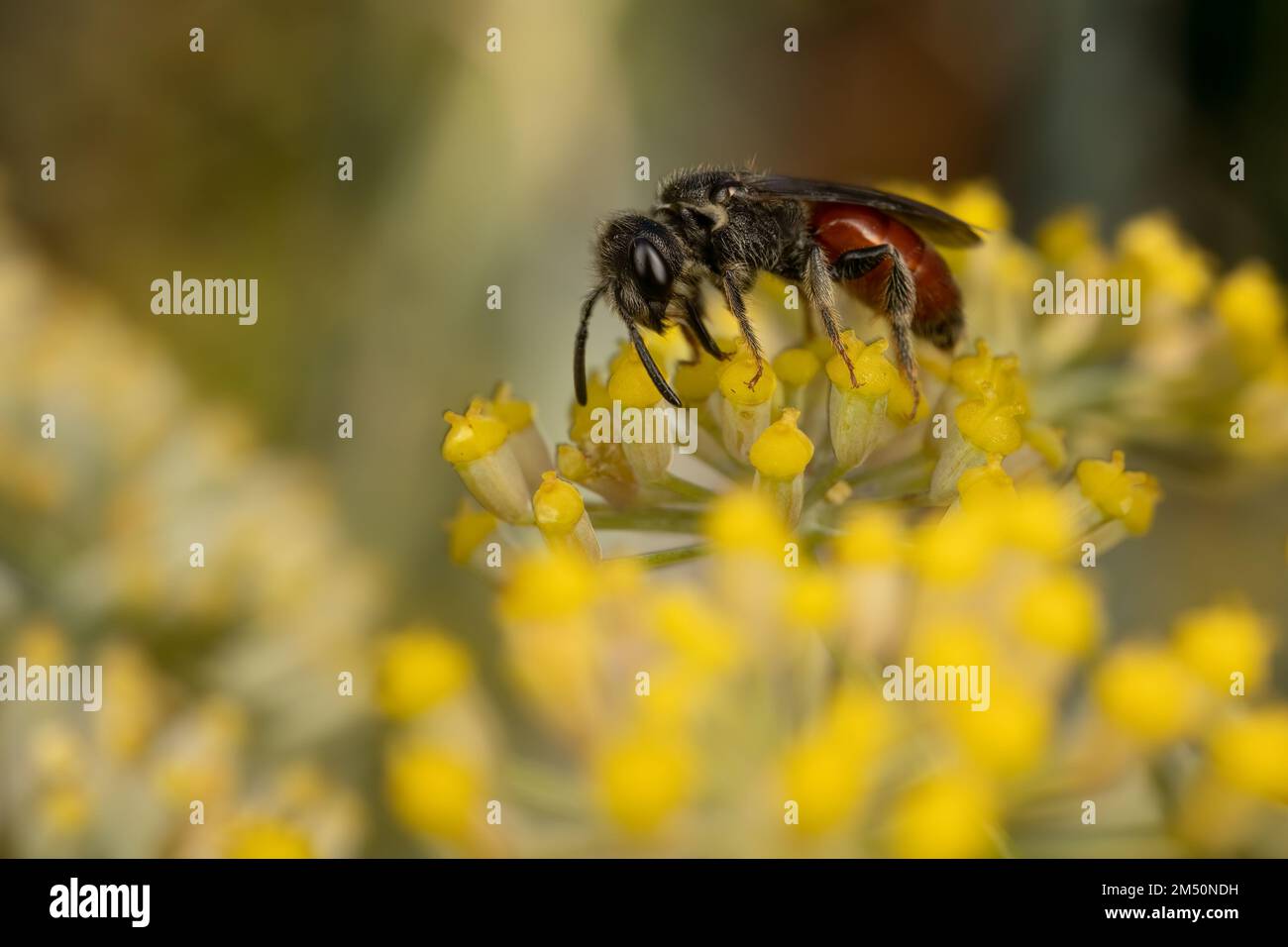 Female blood bee feeding on fennel flower, in a UK garden. Stock Photo