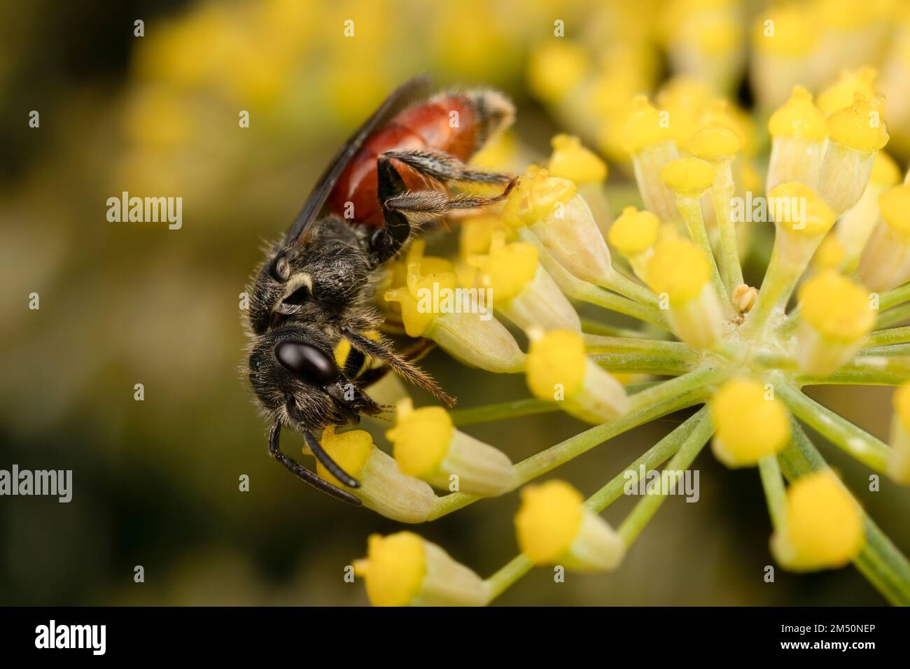 Female blood bee feeding on fennel flower, in a UK garden. Stock Photo