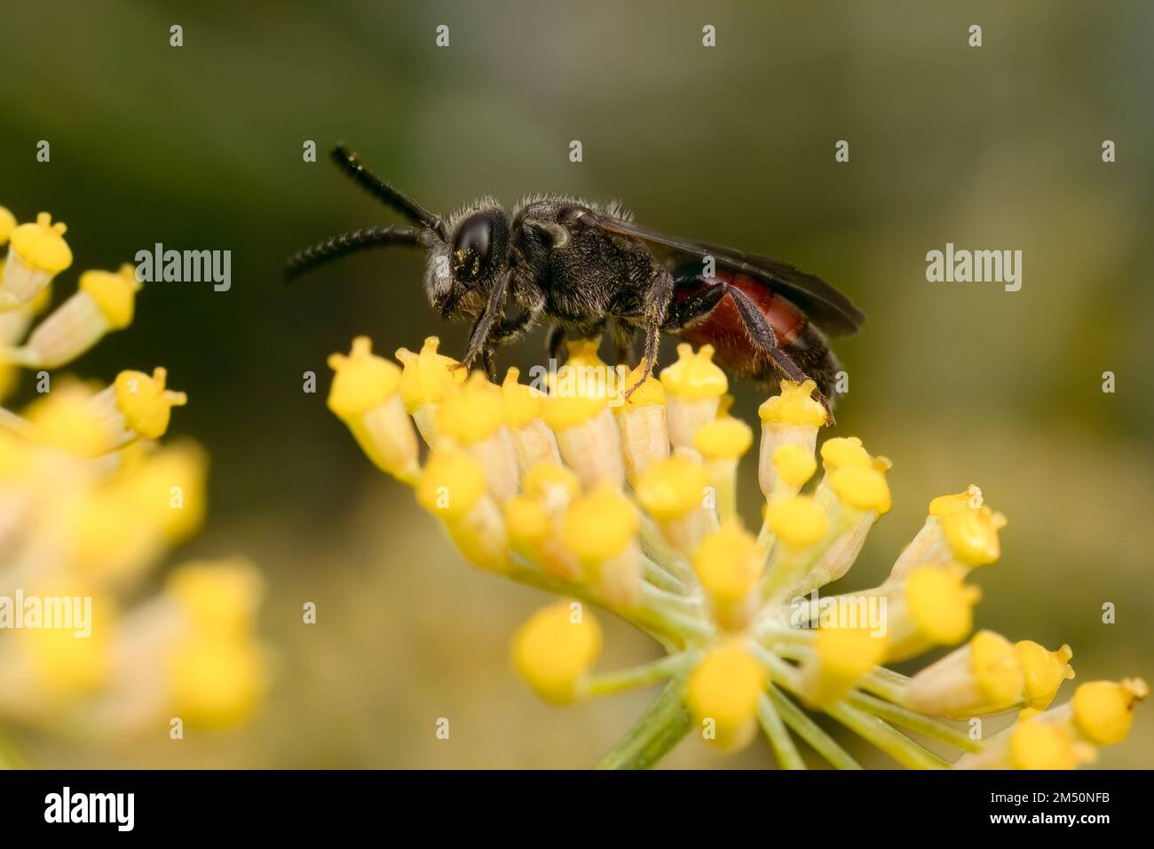 Male blood bee on fennel flower in UK garden. Stock Photo
