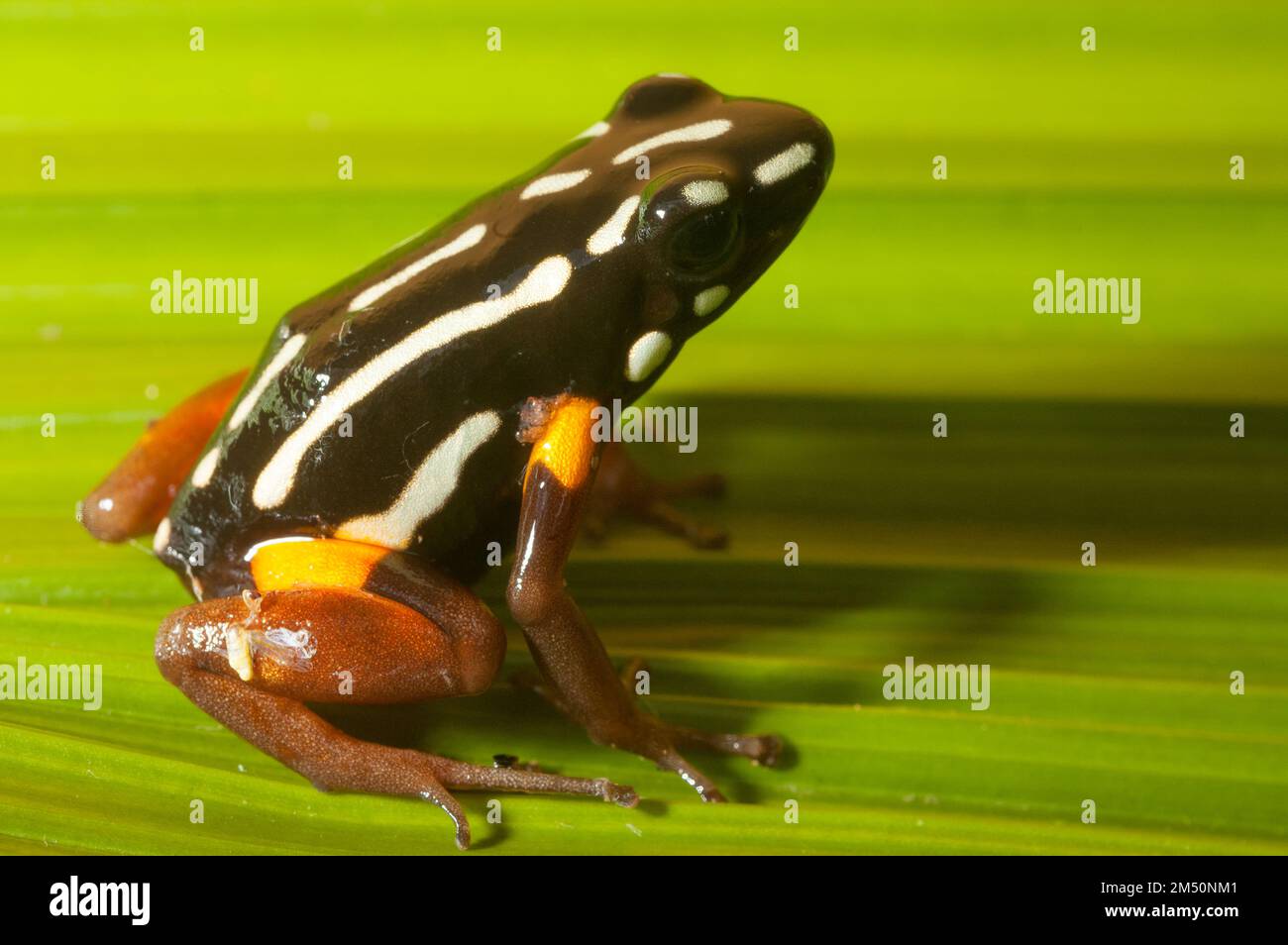 Brazil nut poison dart frog, Amazon rainforest, Brazil Stock Photo Alamy
