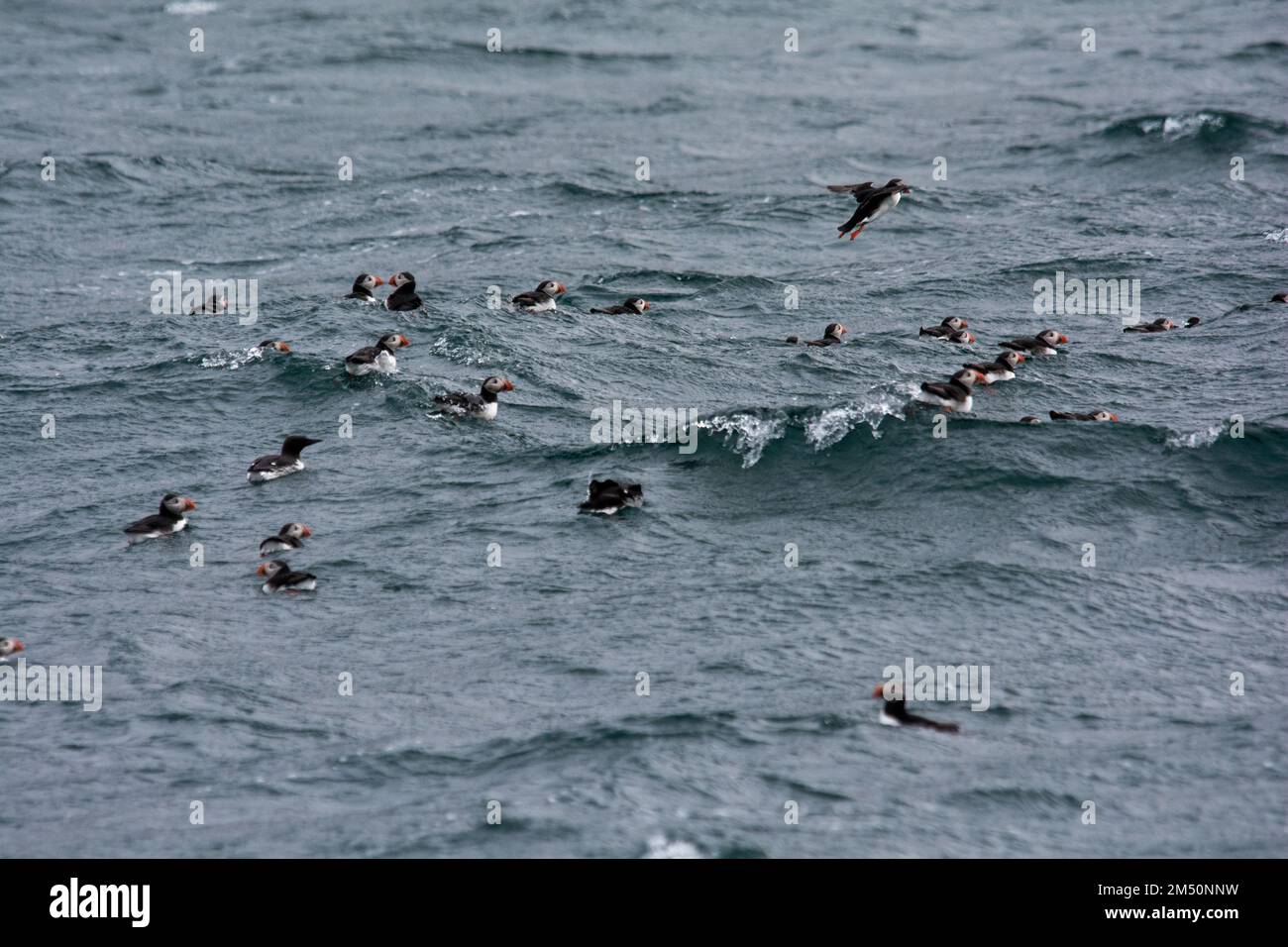 Atlantic Puffins swimming on the waves of Norwegian Sea off the coast of Andøya Island in the Norwegian Sea. Stock Photo