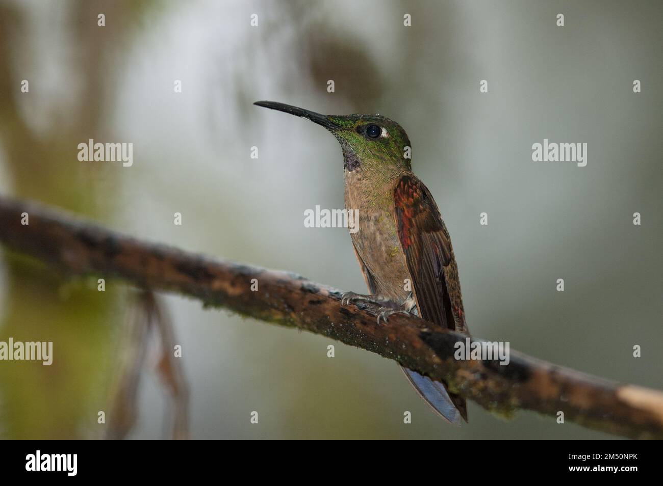 Male fawn-breasted brilliant hummingbird perched on branch in Eucadorian cloud forest. Stock Photo
