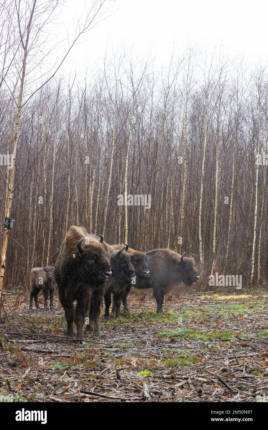 First Uk Wild Bison Herd Bull Meeting Females For First Time December 2022 Conservation 3142