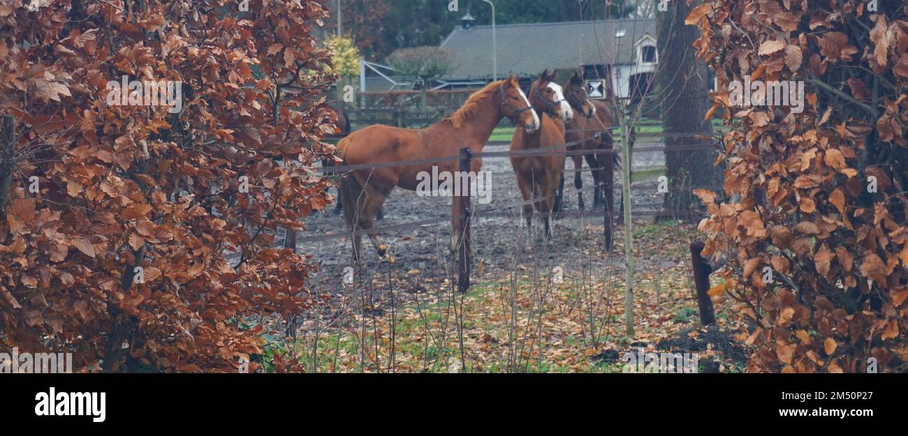 Chestnut horses hi-res stock photography and images - Alamy