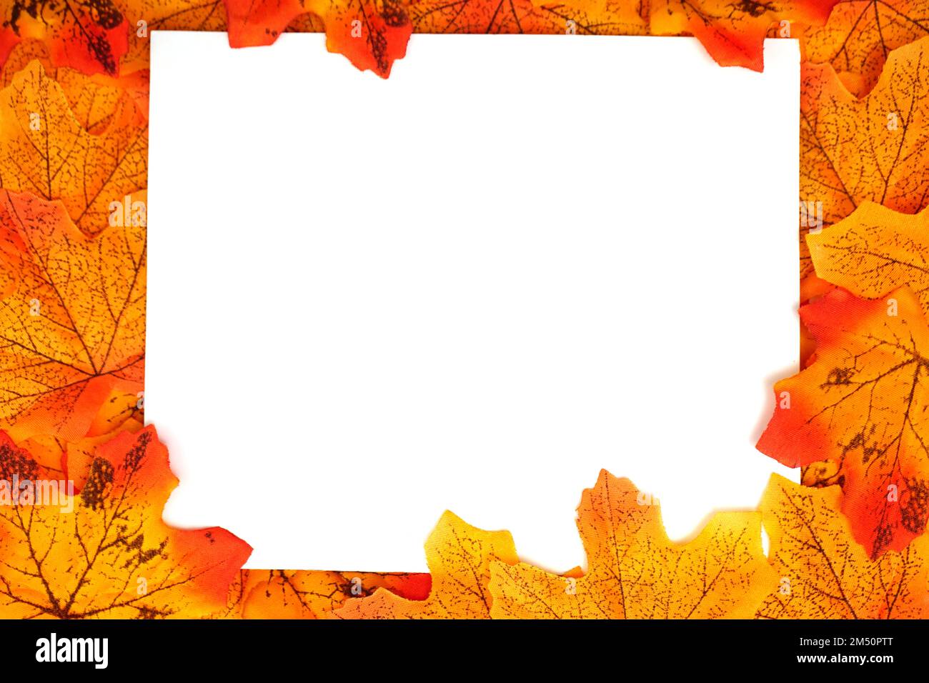 Orange Maple Autumn leaf border with space copy over on white ...