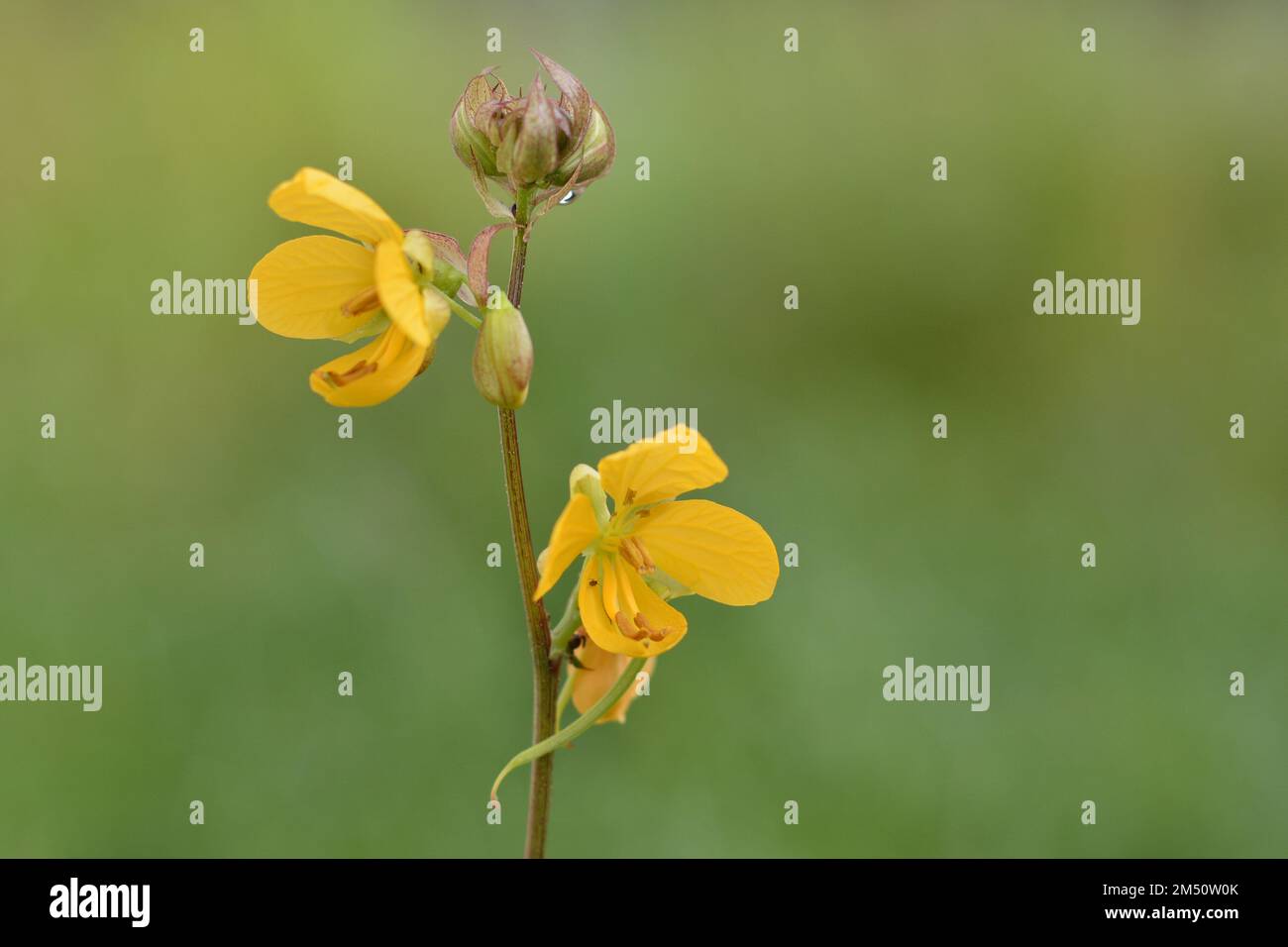 A shallow focus of a yellow Senna occidentalis growing against green blurry background Stock Photo