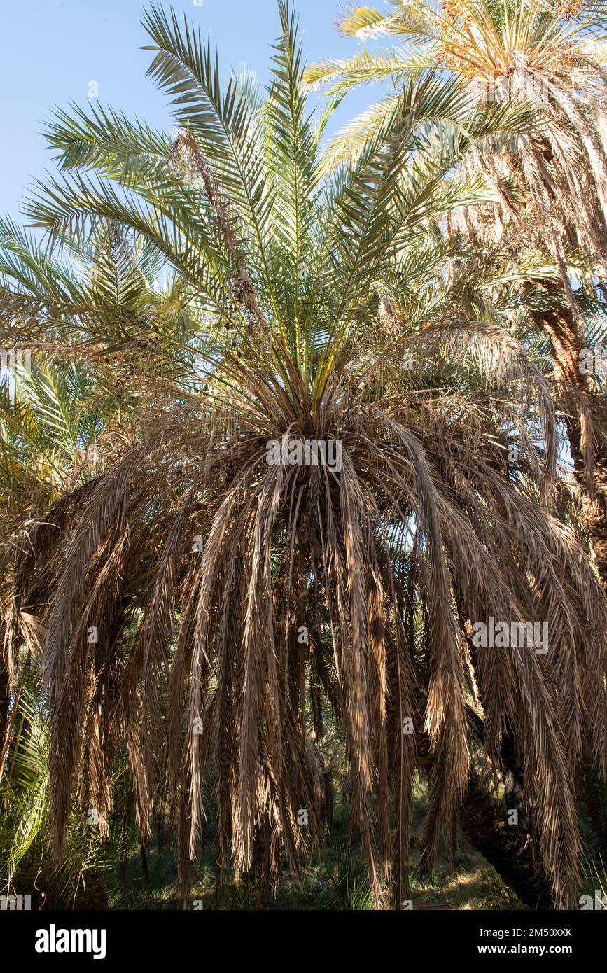 Closeup view of tall large date palm tree phoenix dactylifera with