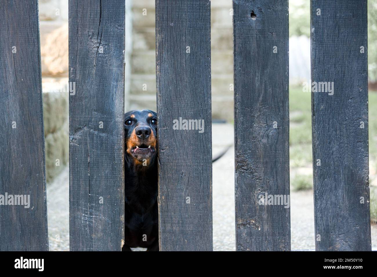 Dog's face between wooden fence planks looking stern Stock Photo Alamy