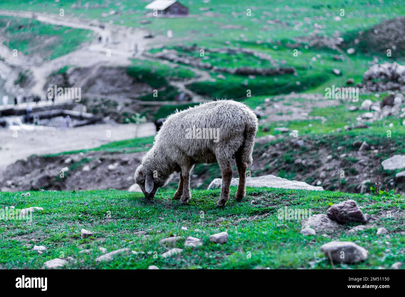 A goat grazing on the fields around Lake Saif-ul-Malook in Pakistan. Stock Photo