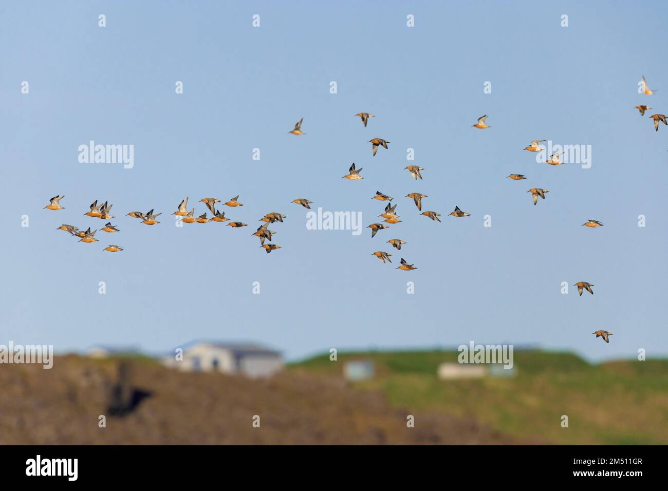 Red Knot (Calidris canutus islandica), flock in flight, Northwestern Region, Iceland Stock Photo