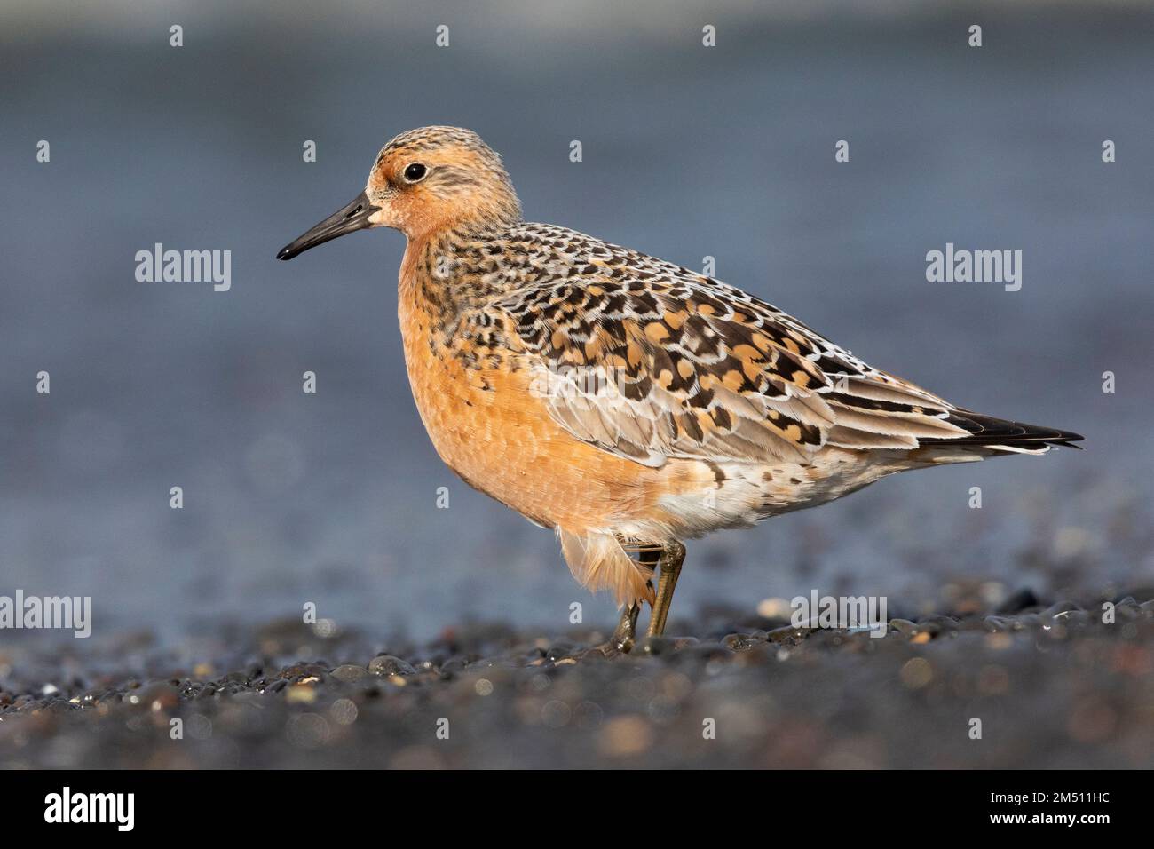 Red Knot (Calidris canutus islandica), side view of an adult standing on the shore, Northwestern Region, Iceland Stock Photo