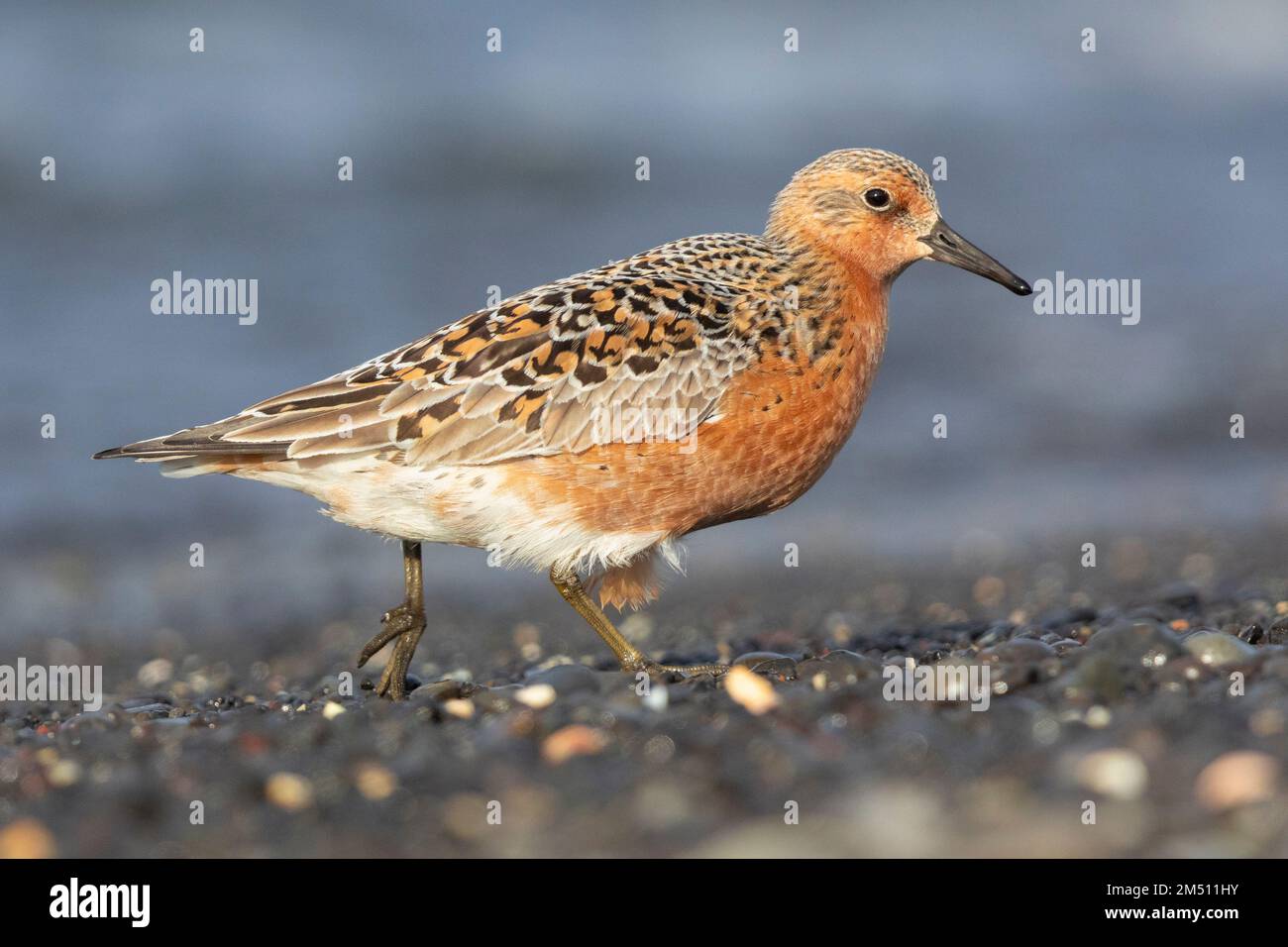 Red Knot (Calidris canutus islandica), side view of an adult standing on the shore, Northwestern Region, Iceland Stock Photo